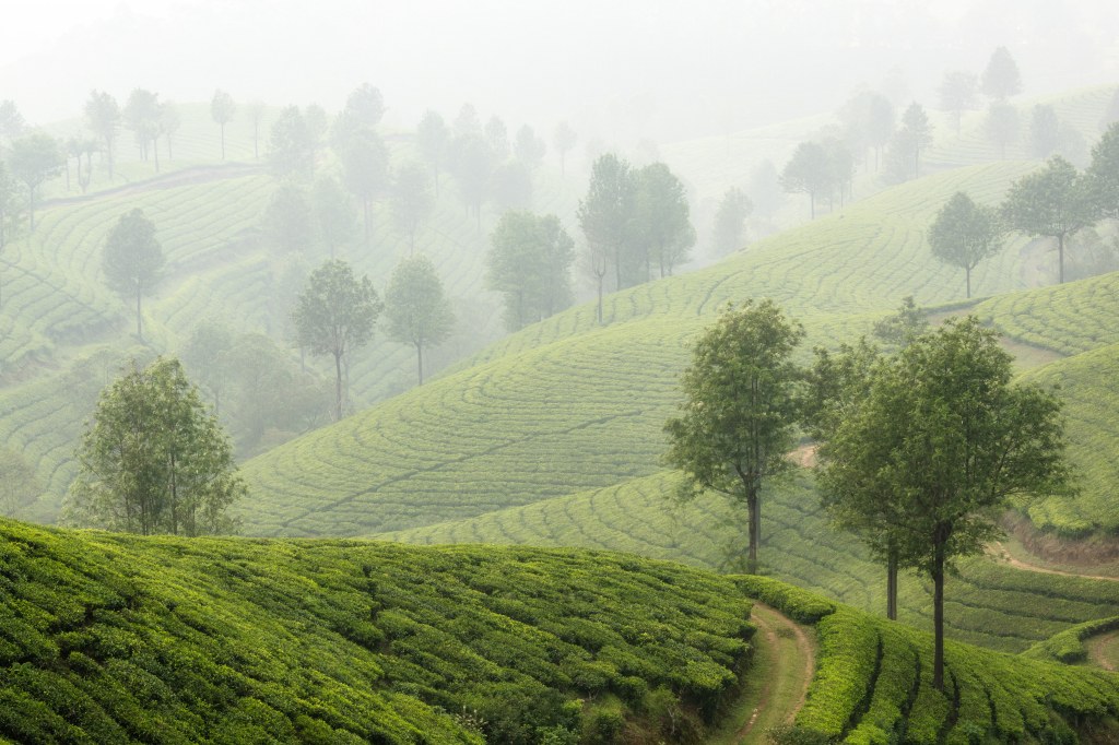 Tea terraces and trees near Munnar in Kerala, Southern India