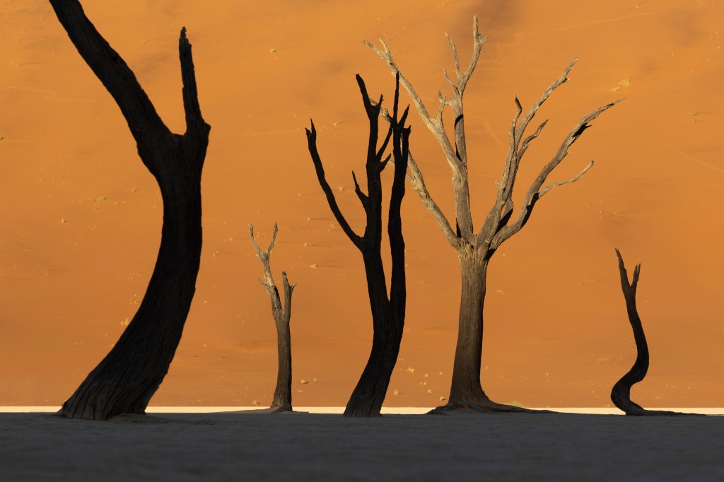 Ancient dead trees and orange Namibia sand dunes at Deadvlei in Namibia, Africa