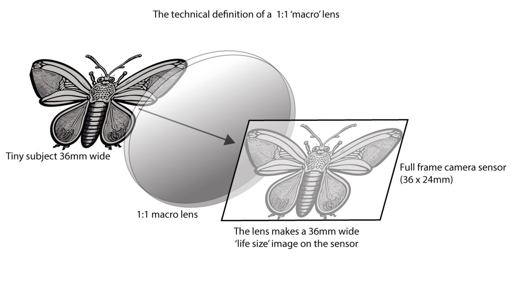 True macro photography gives a 1:1 reproduction of the subject.