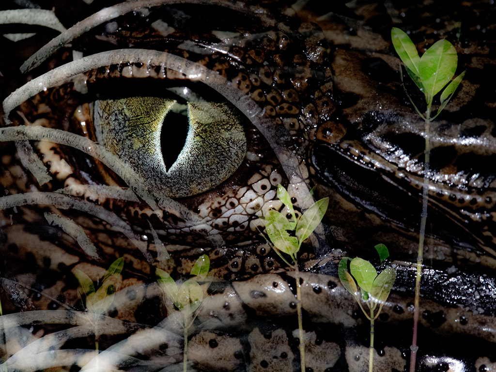 An in-camera multiple exposure image of elements of the mangrove captured in the dark.