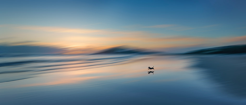 intentional camera movement coastal beach scene with small dog running in the centre