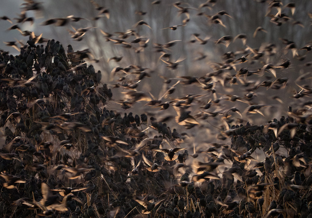 close up view of starling murmuration