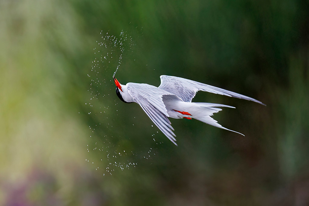 tern mid turn spraying water from its beak