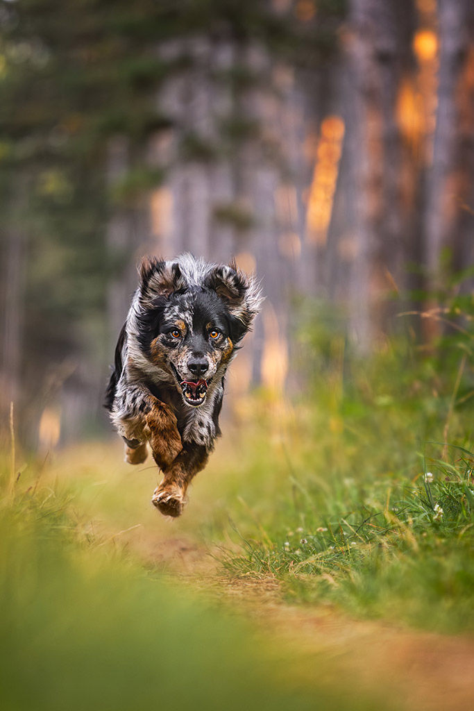 dog running down woodland path photo captured mid run