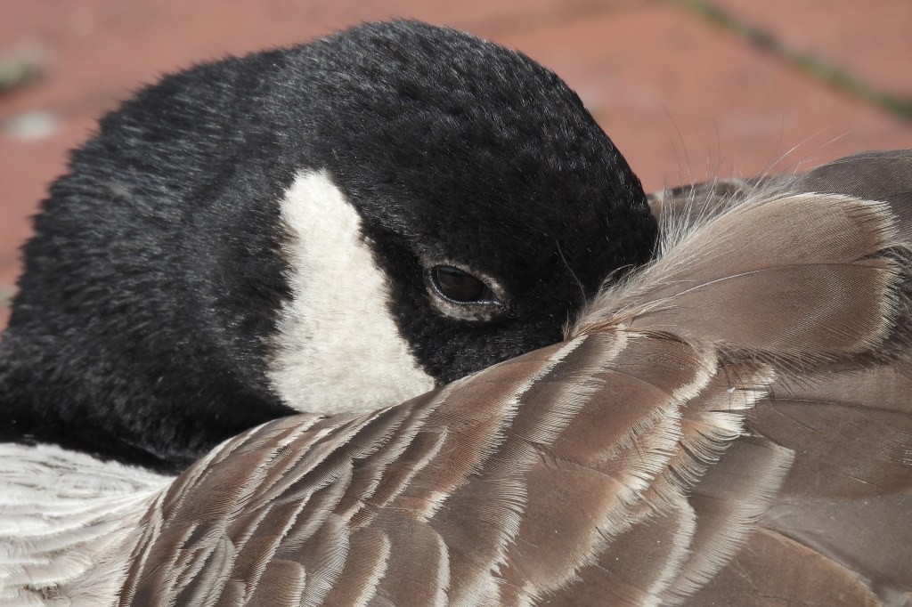 Nikon P950 bridge camera sample image, close up of a birds head and feathers