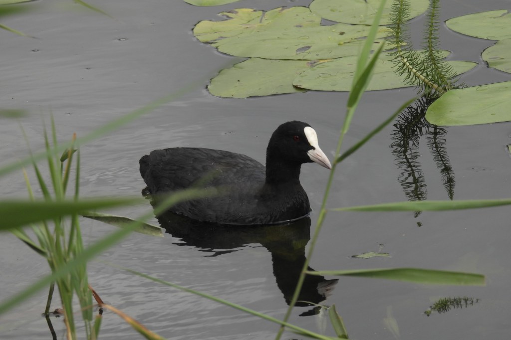 Nikon P950 bridge camera sample image, black bird