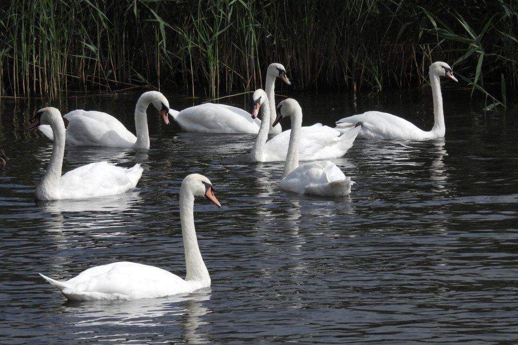 Nikon P950 bridge camera sample image, wildlife, swans