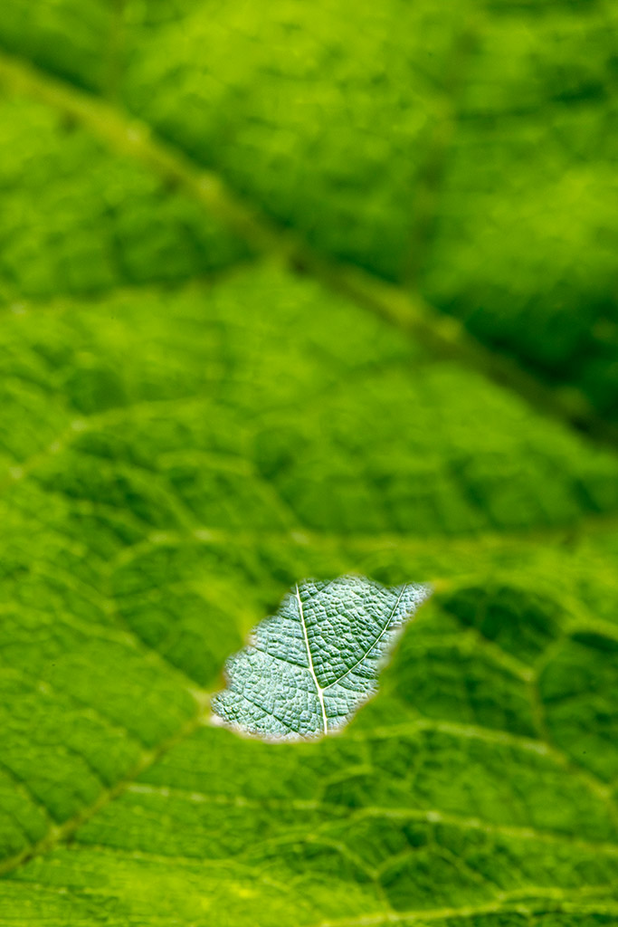 hole in a Gunnera Manicata plant leaf in the shape of a leaf, in focus through the hole you can see more leaf details