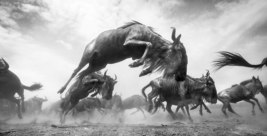 Fauna and Flora Category:
Winner: Anup Shah - Explosion
wildebeest running frenzy near mara river