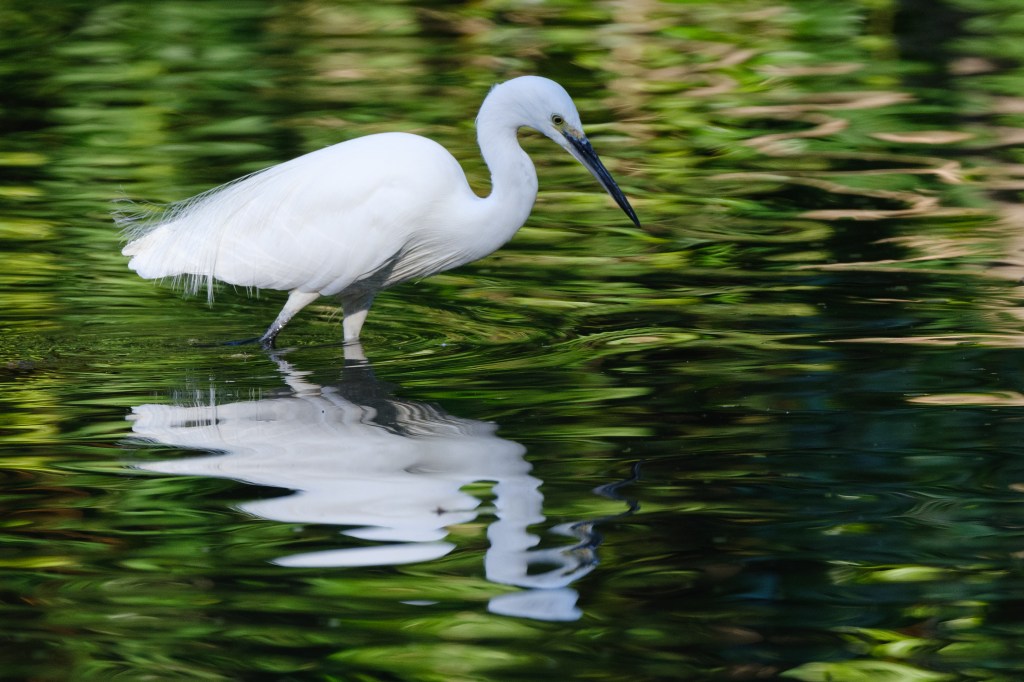 Fujifilm GFX100S II egret sample image