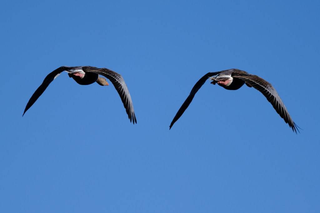 Fujifilm GFX100S II geese in flight sample image