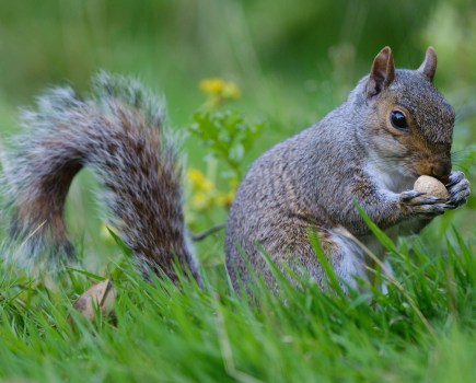 Fujifilm GFX100S II squirrel sample image