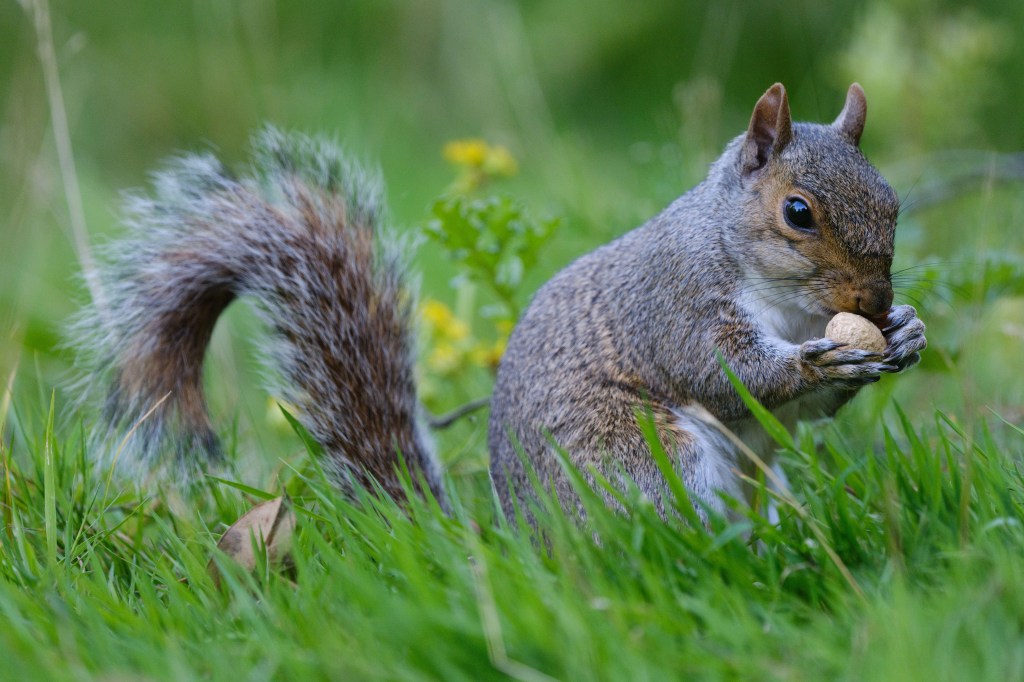 Fujifilm GFX100S II squirrel sample image