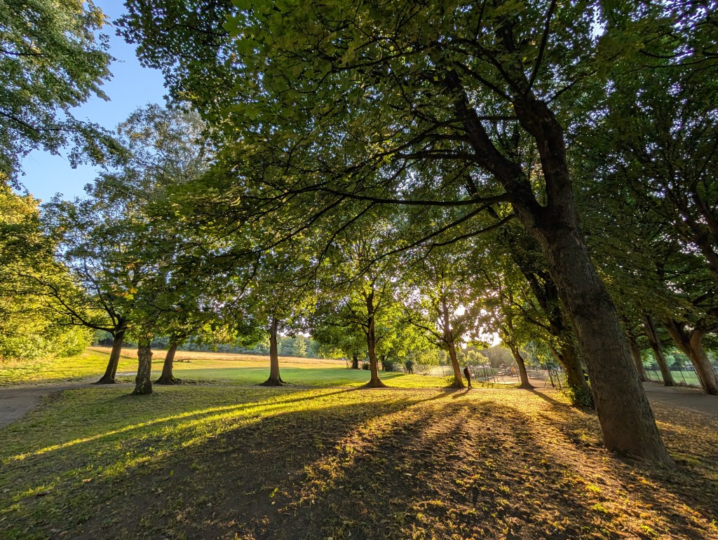 Trees photographed with the Google Pixel 9 Pro XL ultra-wide-angle camera. Photo Joshua Waller