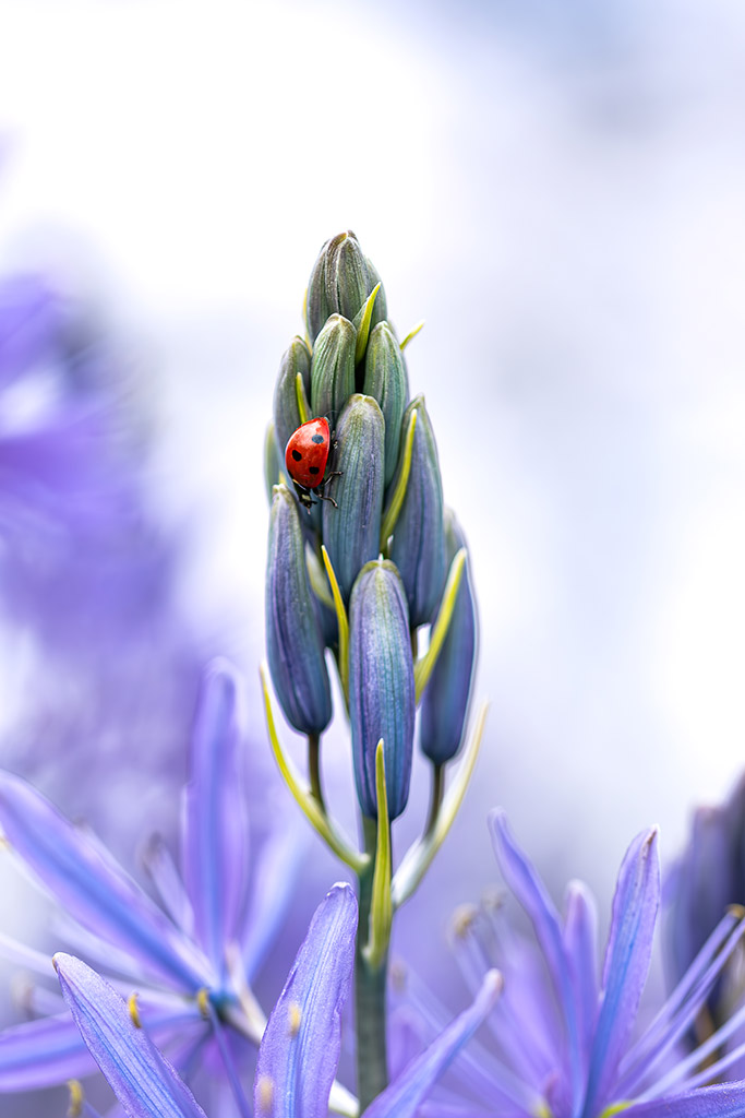 ladybird on a camassia plant closeup