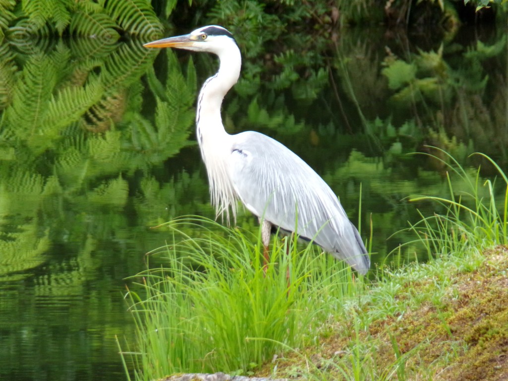 Kodak Pixpro AZ405 full optical zoom. Photo Gavin Stoker