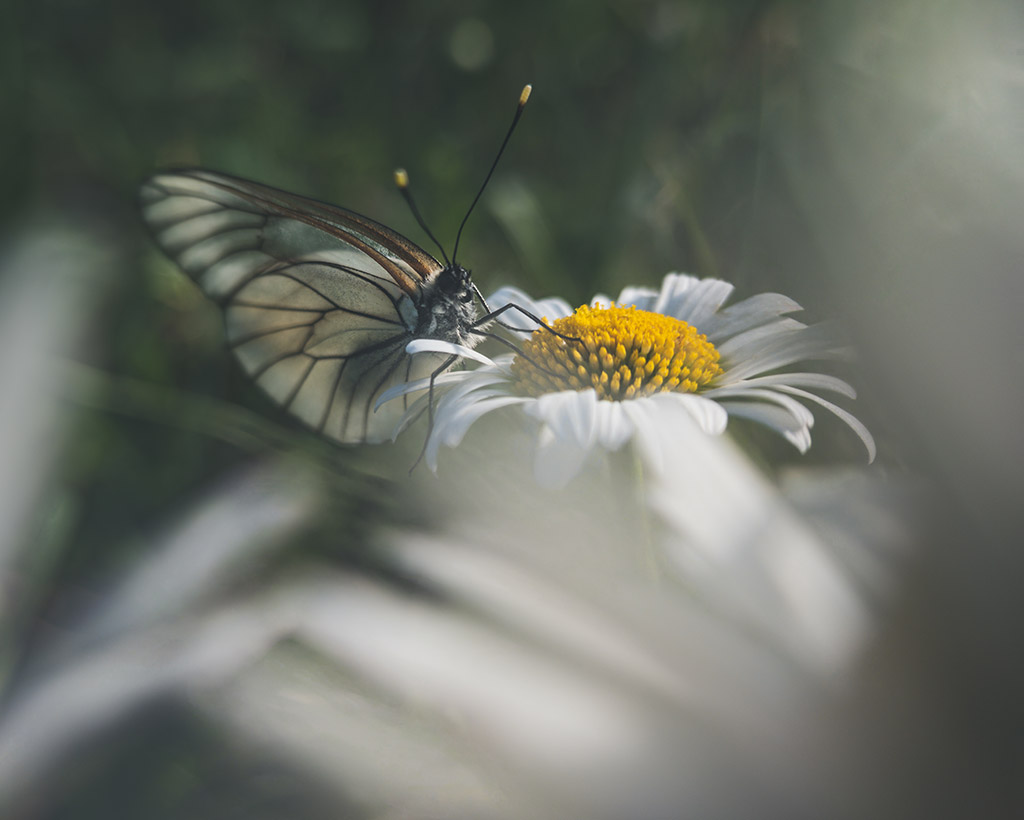 photo of a butterfly on some daisies taken on a  xiaomi smartphone