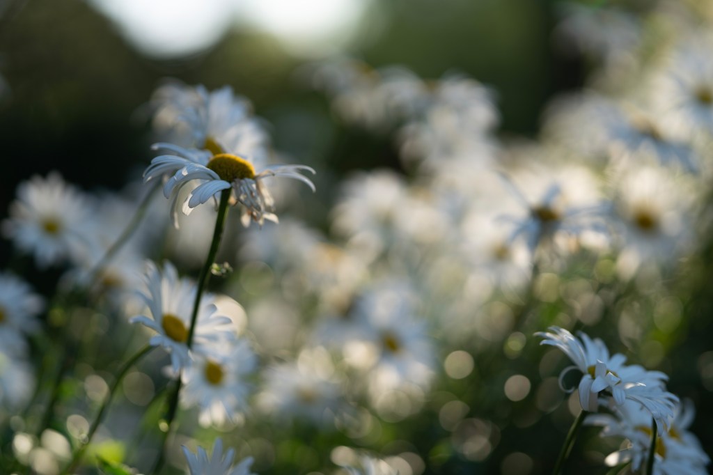 Sony FE 85mm F1.4 GM II close-up sample image