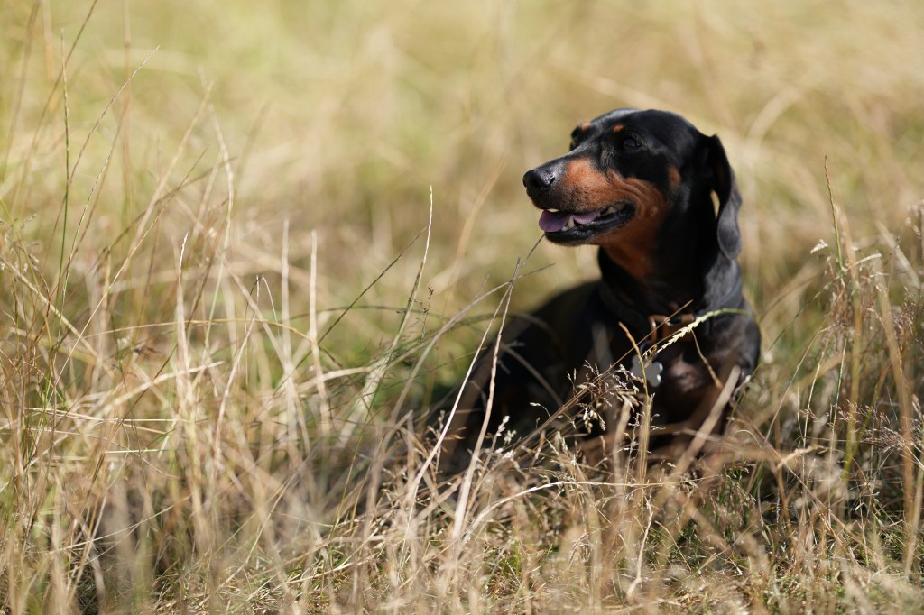 Sony FE 85mm F1.4 GM II dachshund sample image