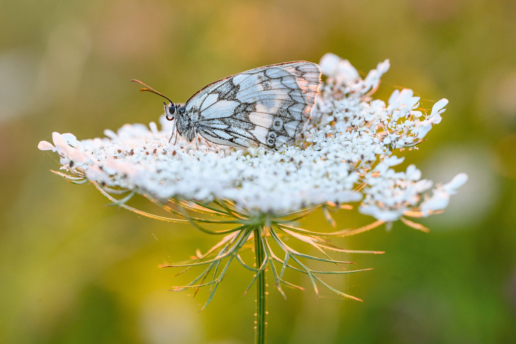 a white butterfly on a white flower against a green out of focus background, flash in macro photography