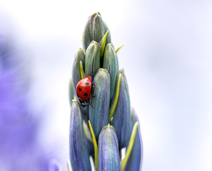 ladybird on a camassia plant closeup