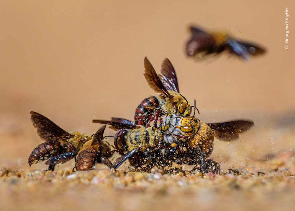 Wildlife Photographer of the Year 2024 shortlist