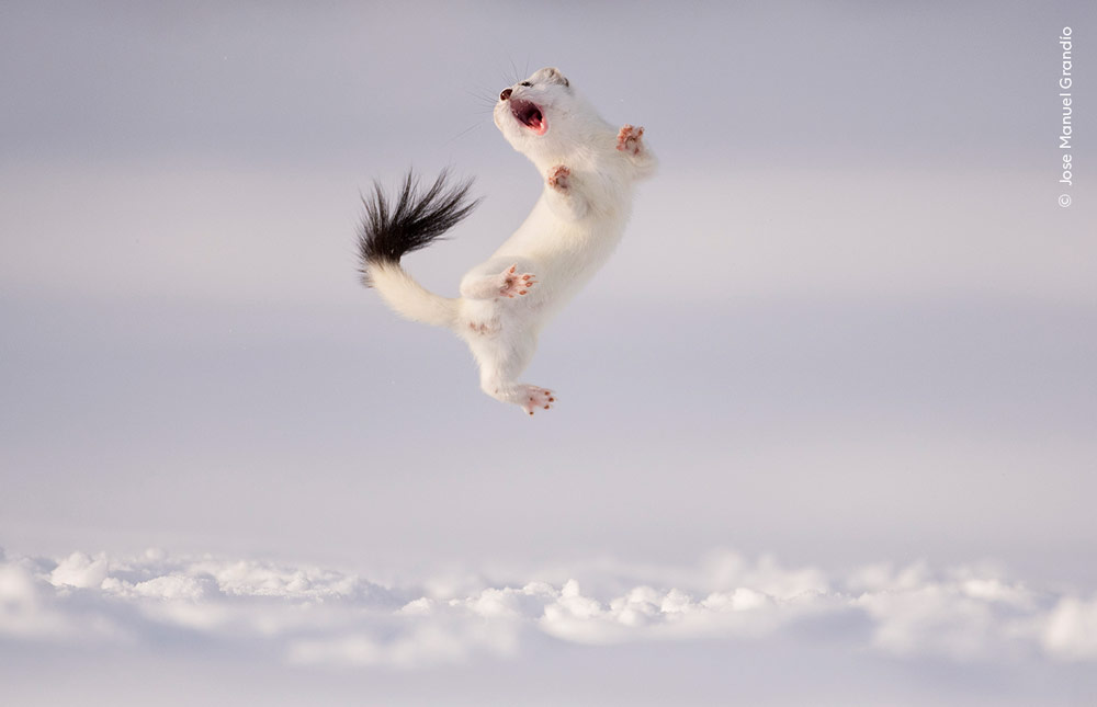 Mating lions & David Bowie spider star in wildlife photo awards