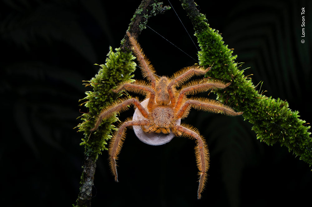 Wildlife Photographer of the year 20204 highly commended shortlist