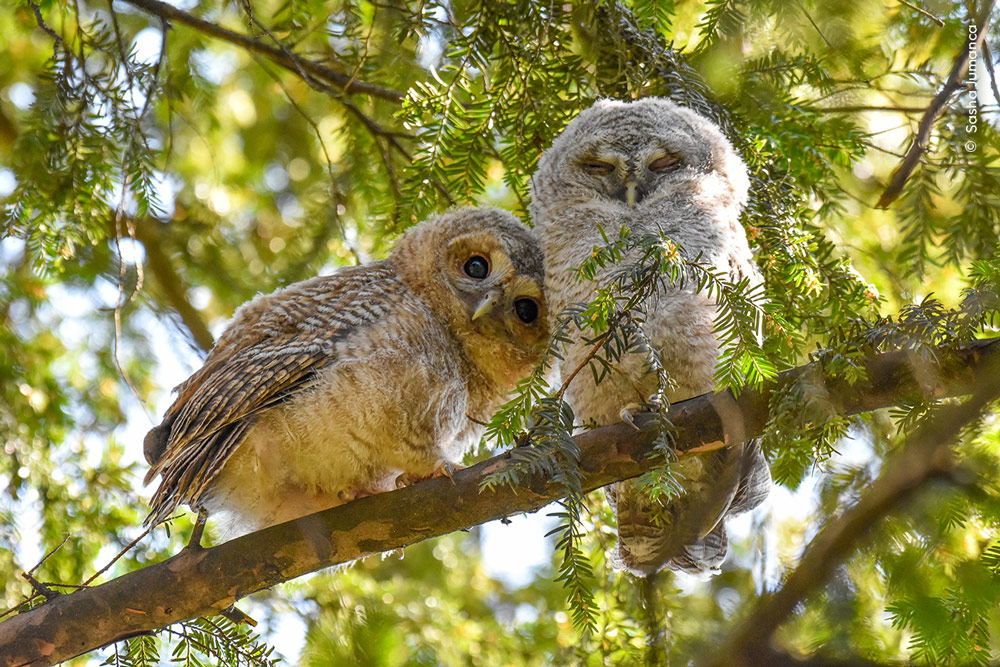 Wildlife Photographer of the Year 2024 highly commended shortlst