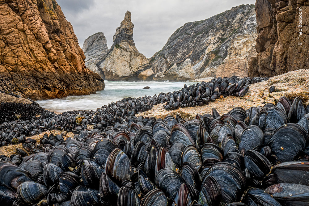 Wildlife Photographer of the Year 2024 highly commended shortlist