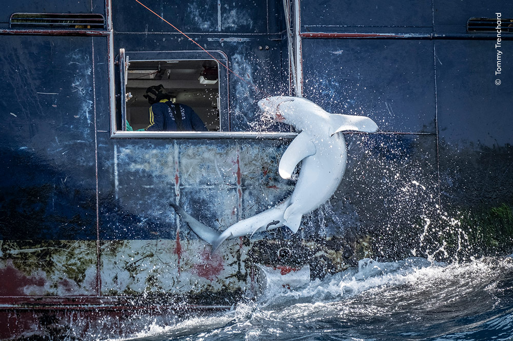 Wildlife Photographer of the Year 2024 highly commended shortlist