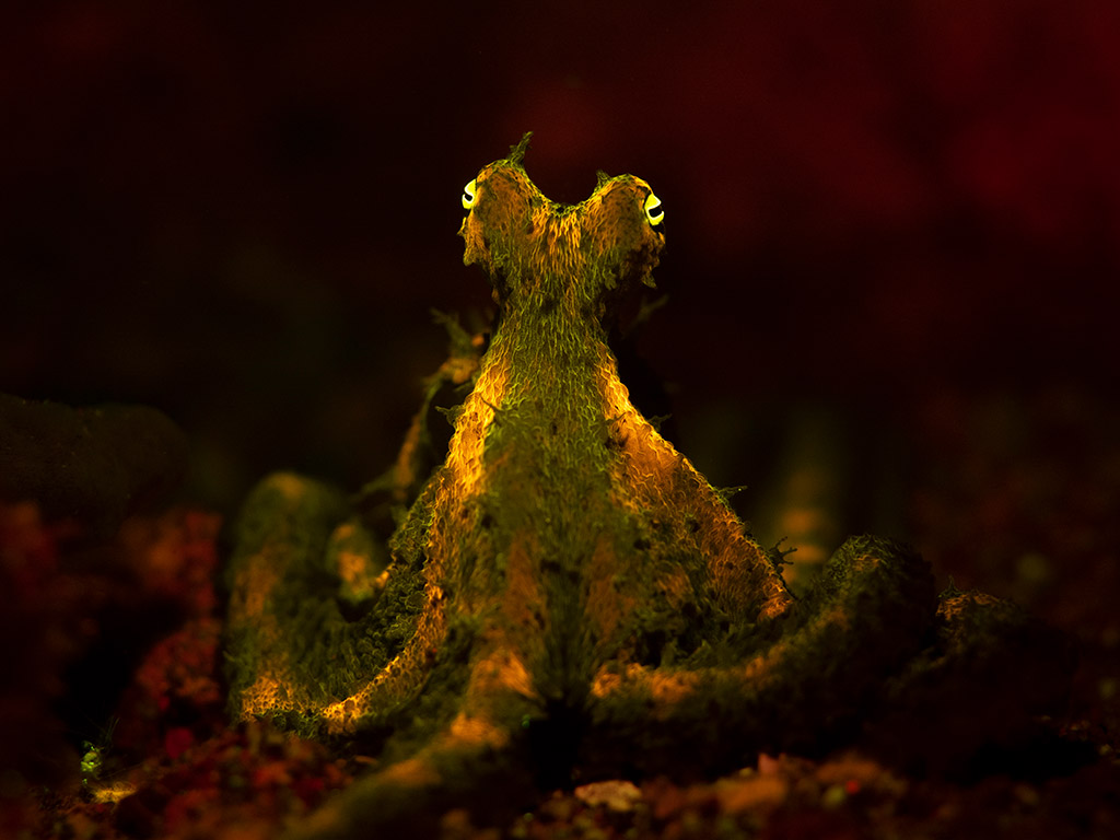 Jacob Guy
An elusive algae octopus shows off its fluorescence under ultraviolet light. 
North Sulawesi, Indonesia
young ocean photographer of the year