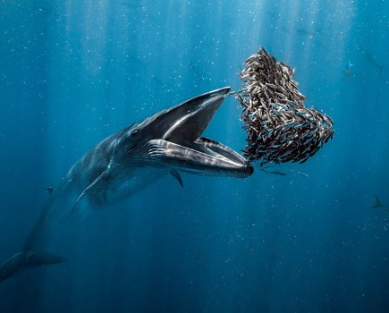 Rafael Fernández Caballero A Bryde’s whale about to devour a heart-shaped baitball. Baja California Sur, Mexico ocean photographer of the year winner