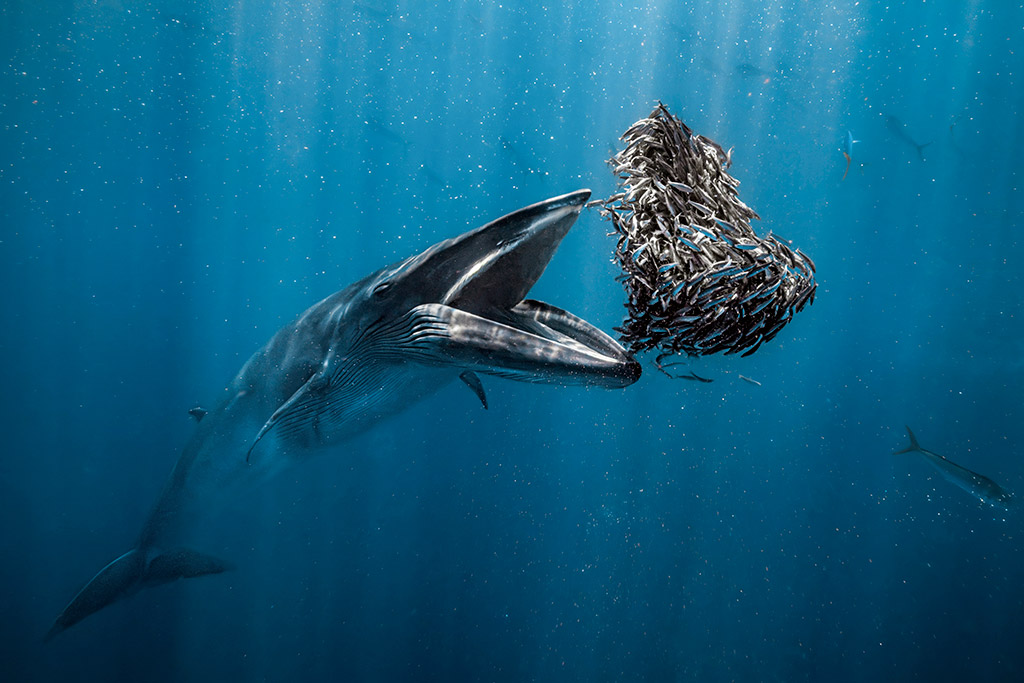 Rafael Fernández Caballero A Bryde’s whale about to devour a heart-shaped baitball. Baja California Sur, Mexico ocean photographer of the year winner