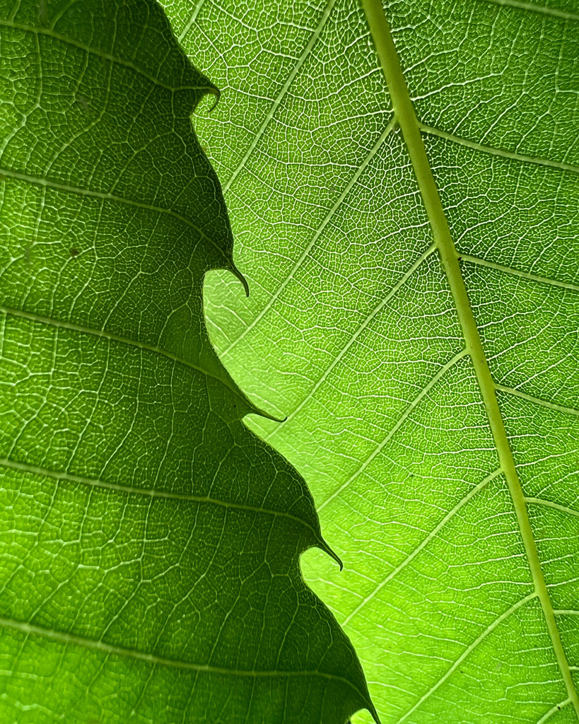 macro leaf