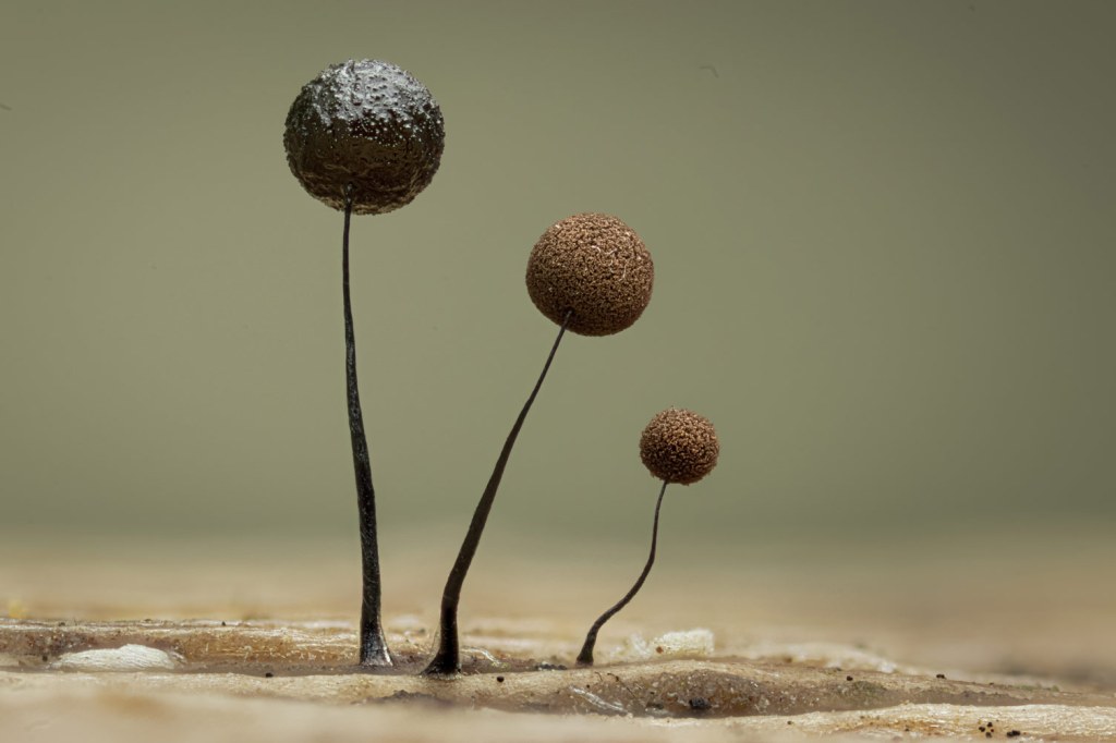 macro funghi