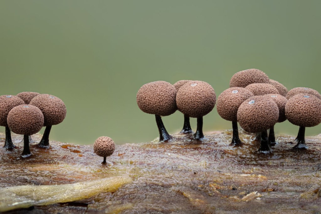 macro funghi