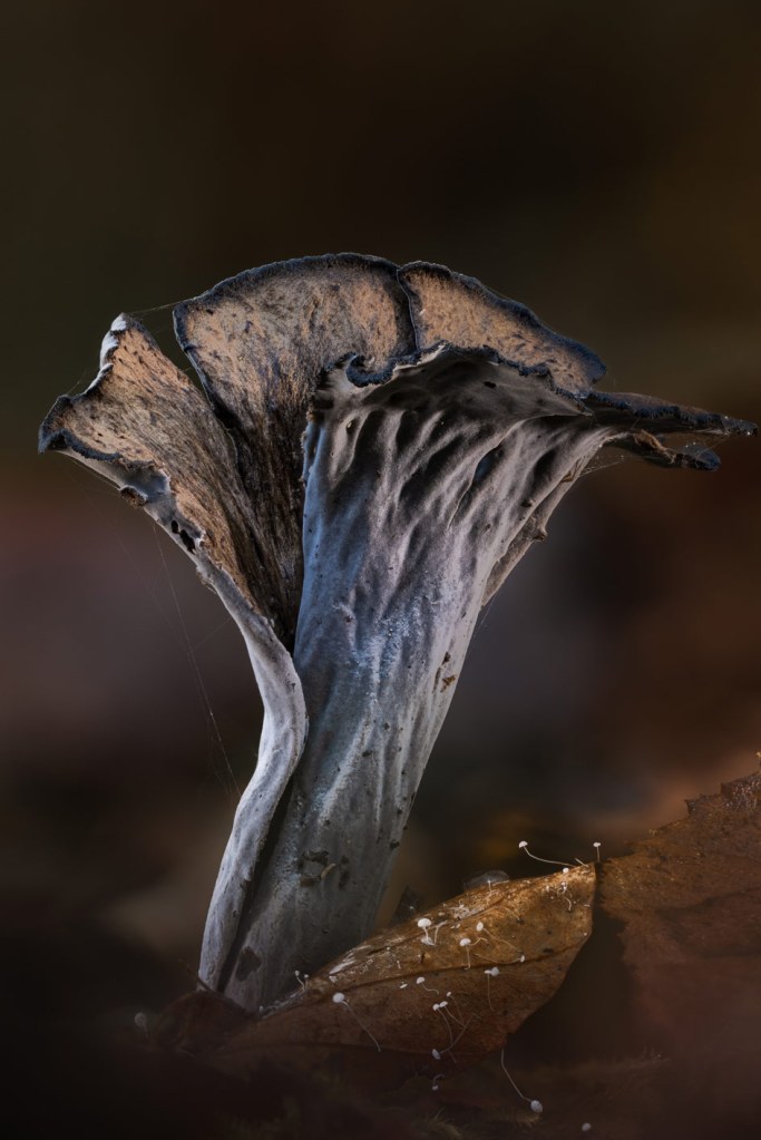 macro funghi