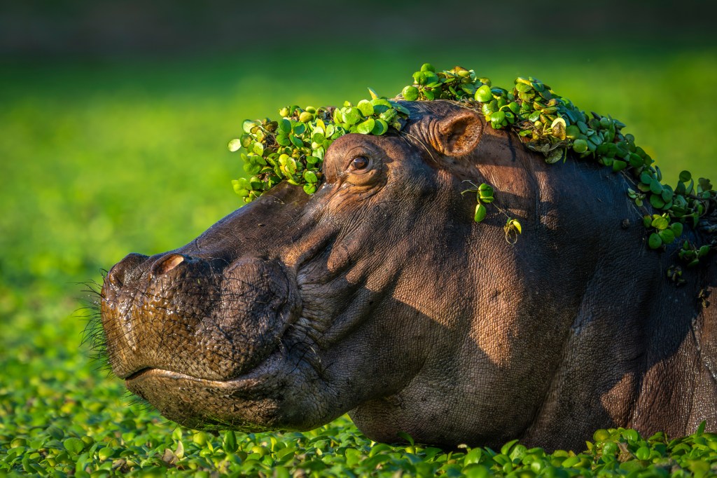 The Comedy Wildlife Photography Awards 2024 shortlist, Artur Stankiewicz