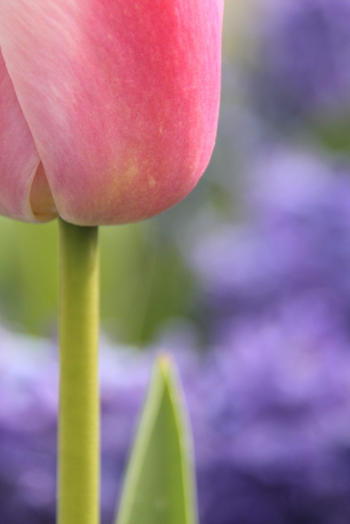 macro shot of a pink tulip