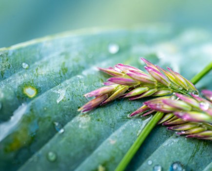 macro leaf