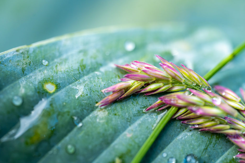 macro leaf