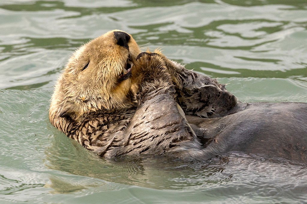 Shortlisted Comedy Wildlife Photography Awards 2024, Christine Haines.