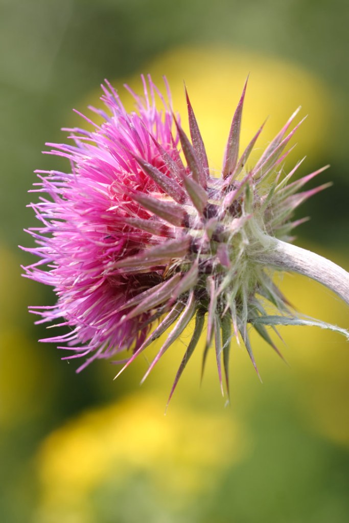 macro shot of a pink flower