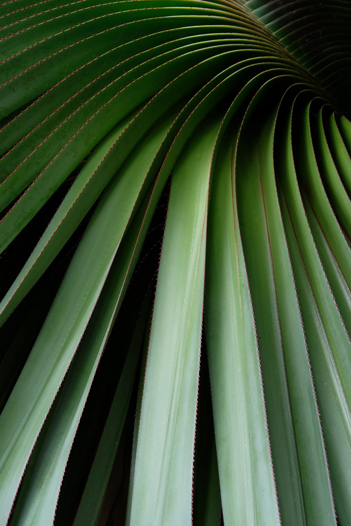 macro shot of palm leaves