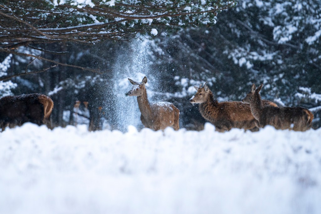 The Comedy Wildlife Photography Awards 2024 shortlist, Corentin Revel