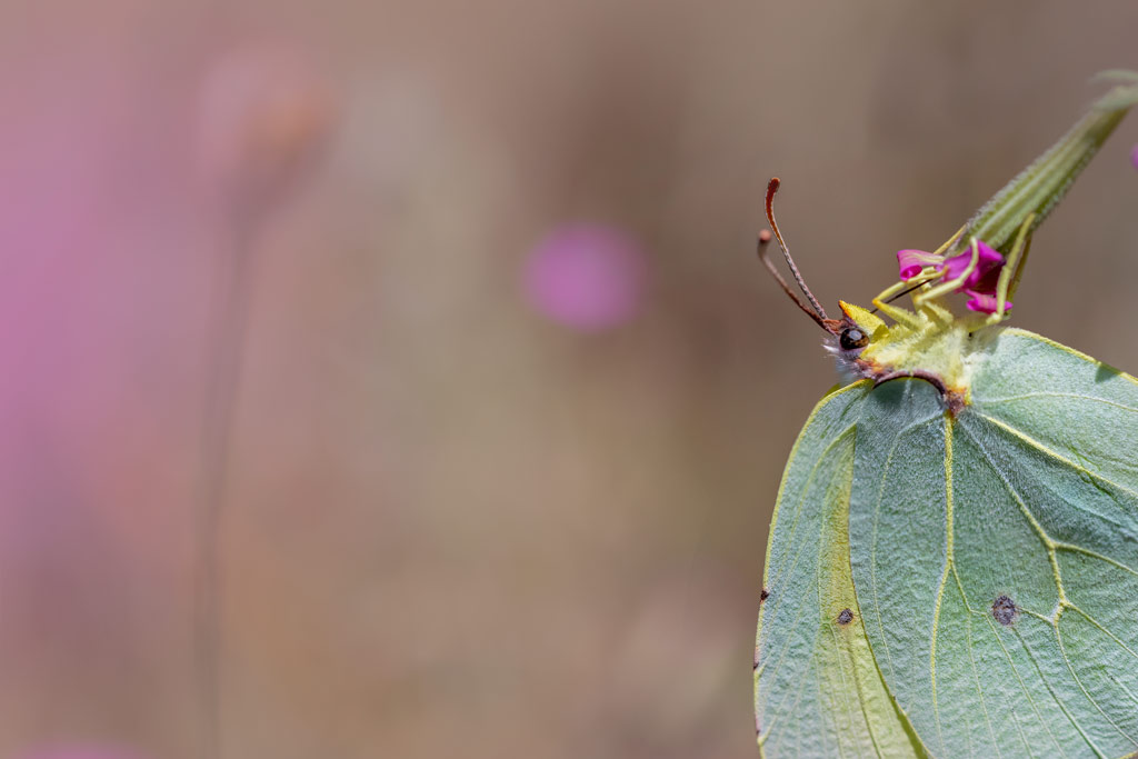 macro image of a butterlfy