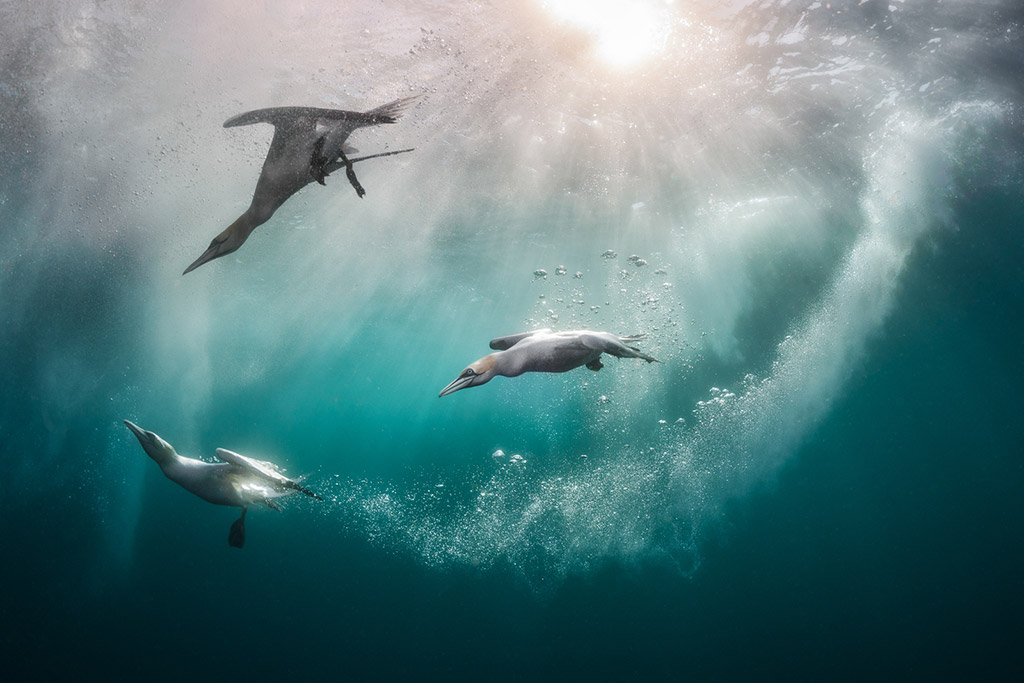 underwater photo of gannets swimming Kat Zhou