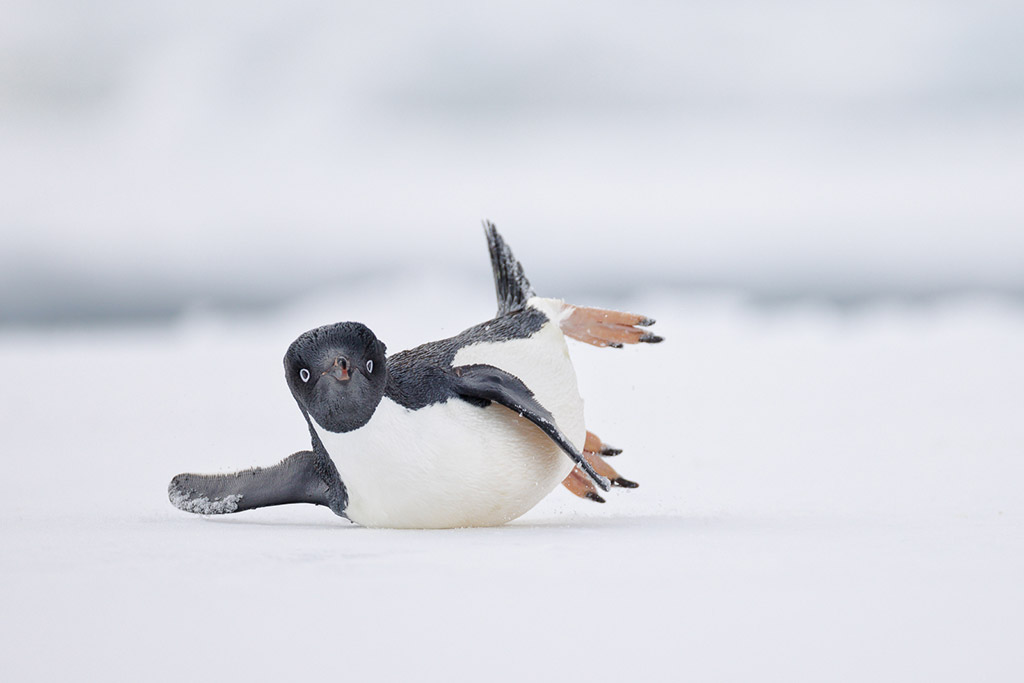 Adélie Penguin slipping on some sea ice comedy bird photo winner in bird photographer of the year