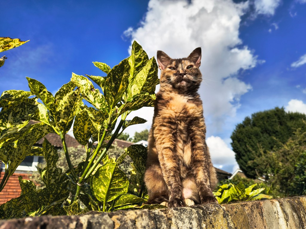 A cat sits on a wall, photo taken with Motorola Edge 50 Neo main camera.